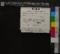 Media resource of Tortula caroliniana