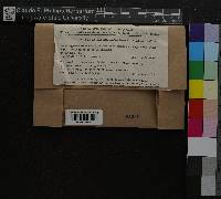 Warnstorfia exannulata image