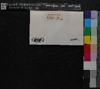Weissia controversa image