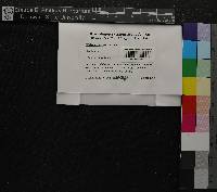 Weissia controversa image