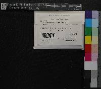 Weissia controversa image