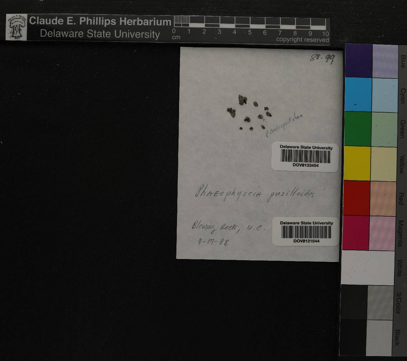 Phaeophyscia pusilloides image