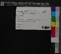 Media resource of Chiloscyphus profundus