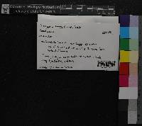 Media resource of Chiloscyphus rivularis