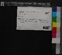 Media resource of Cololejeunea minutissima