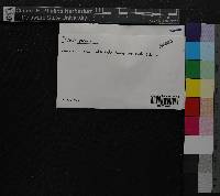 Media resource of Calypogeia peruviana