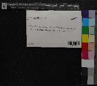 Pellia epiphylla image