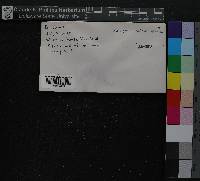 Sphagnum subsecundum image
