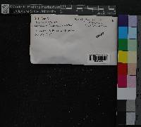 Brachythecium oxycladon image