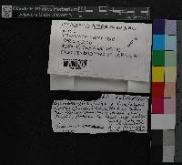Ptychomitrium serratum image