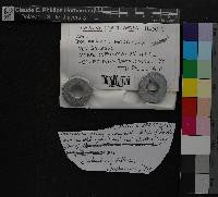 Weissia controversa image