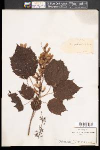 Image of Acer montanum
