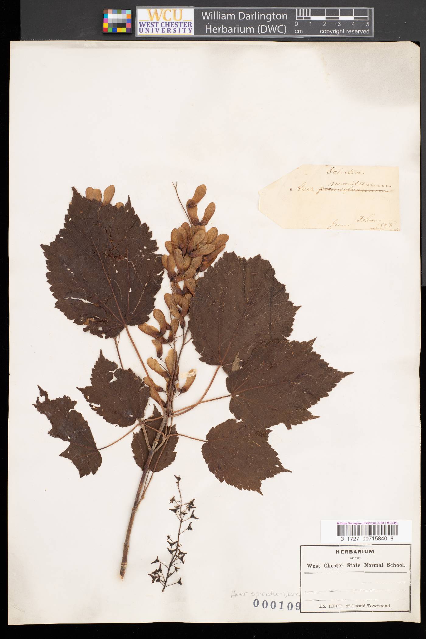 Acer montanum image