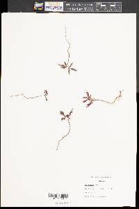 Acer palmatum image