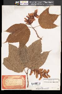 Acer pennsylvanicum image