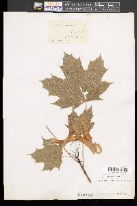 Acer platanoides image