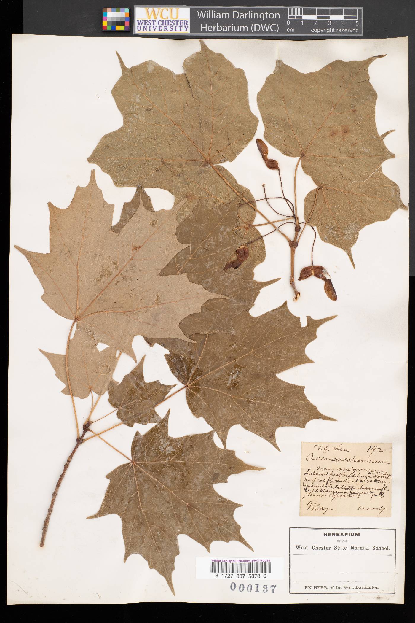 Acer saccharinum var. nigrum image