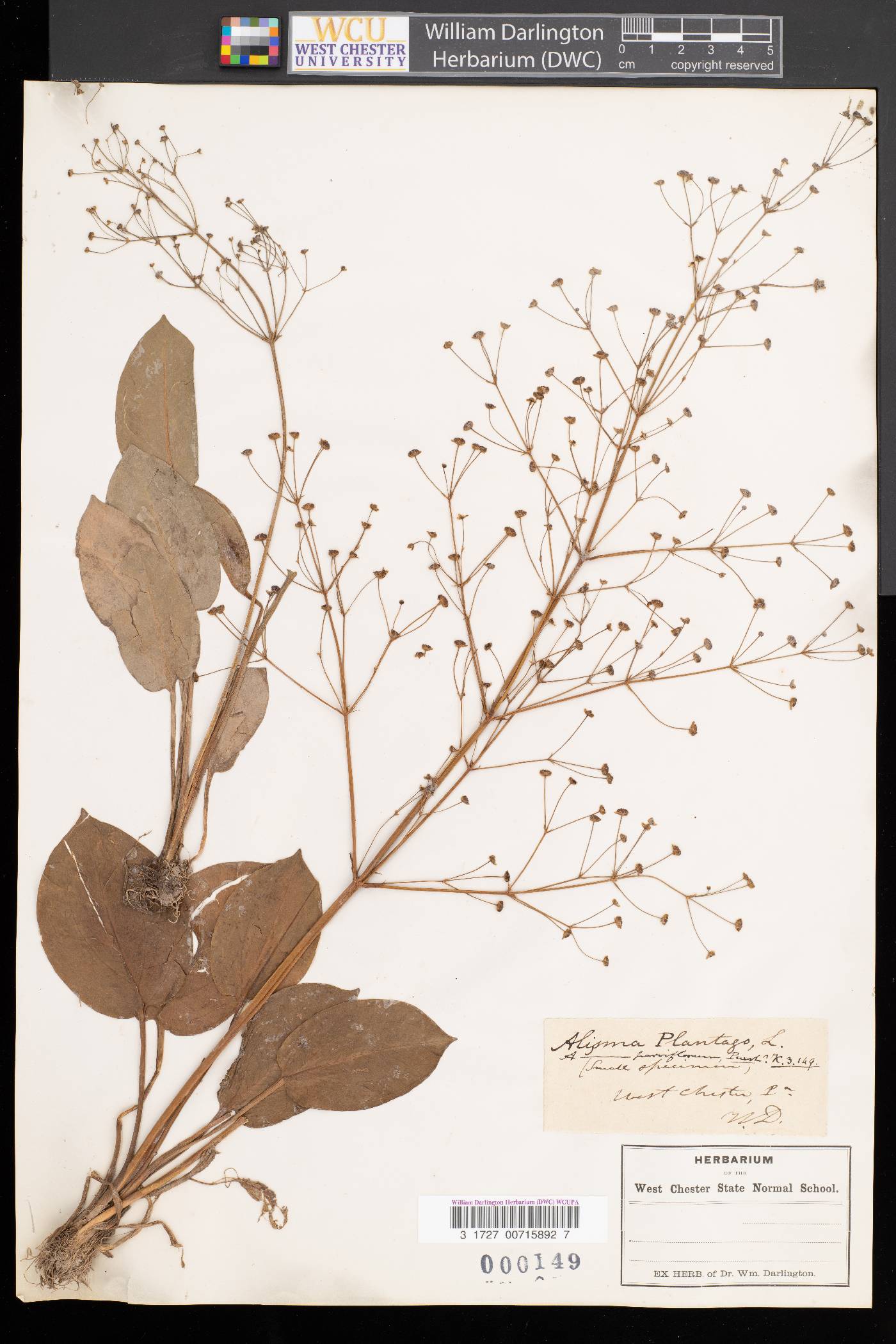 Alisma plantago image