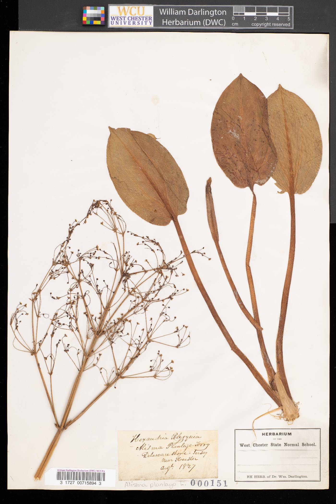 Alisma plantago image