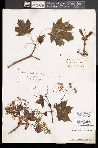 Acer platanoides image