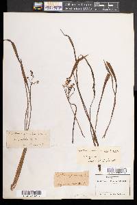 Sagittaria graminea image