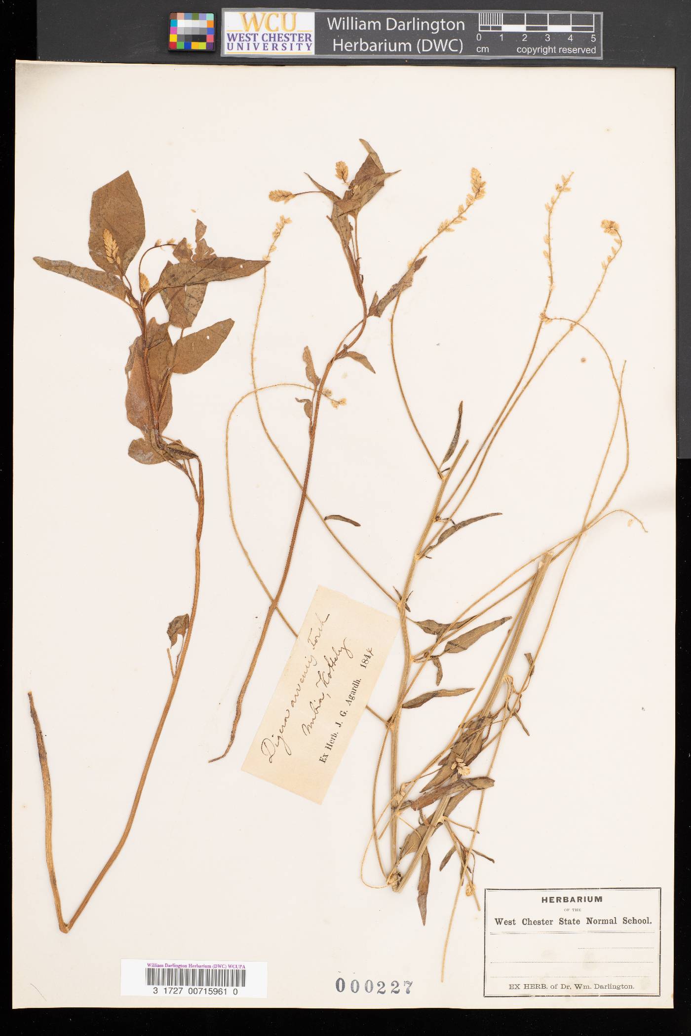 Digera arvensis image