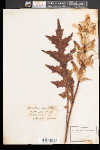 Acanthus spinosus image