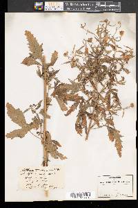 Althaea cannabina image