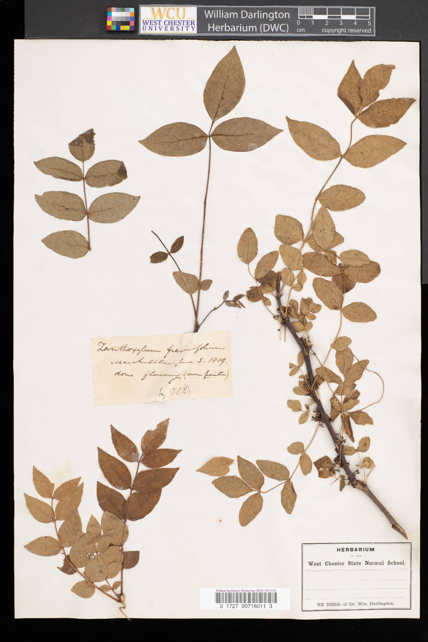 Zanthoxylum fraxinifolium image