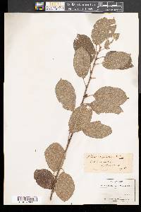 Salix aquatica image
