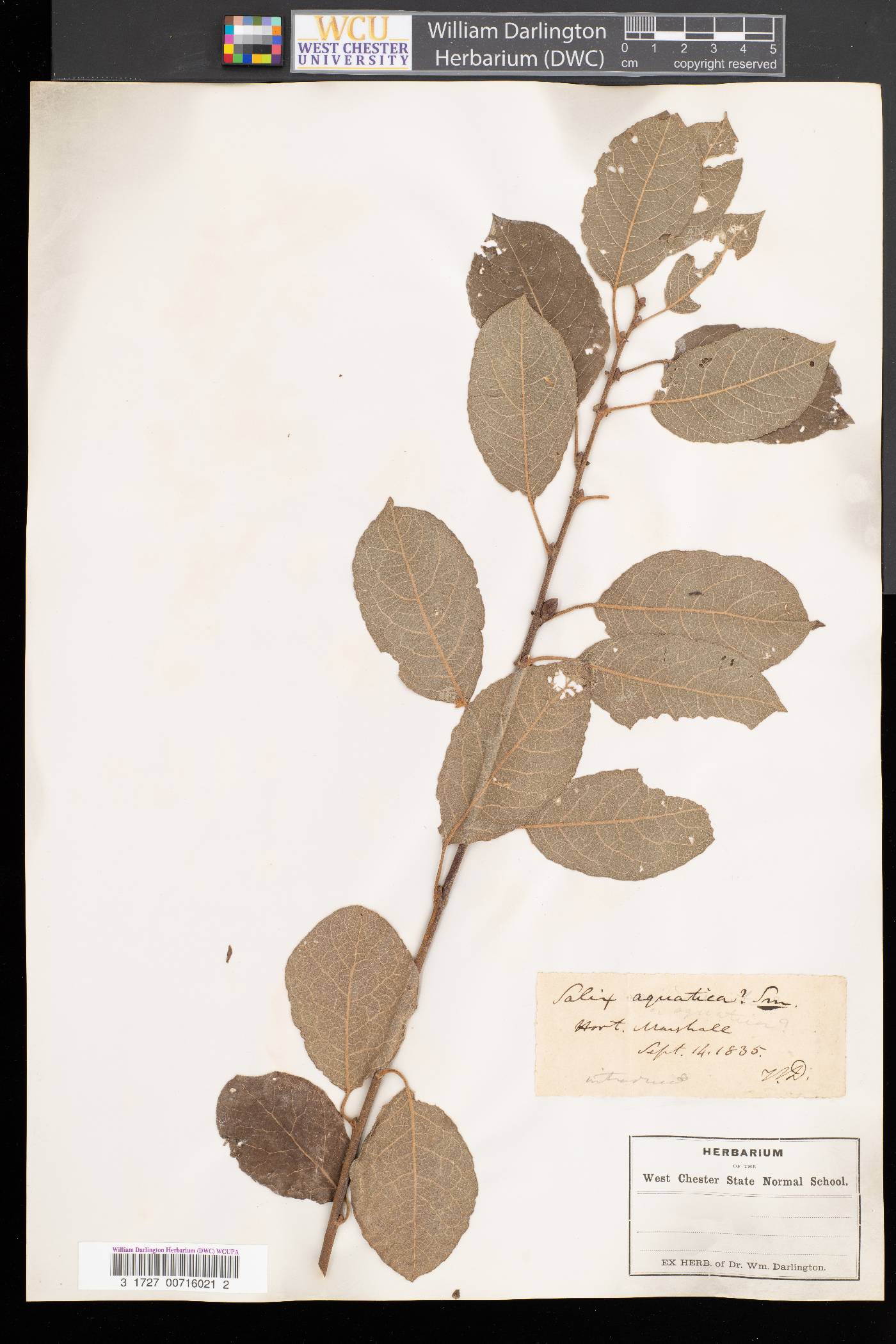 Salix aquatica image