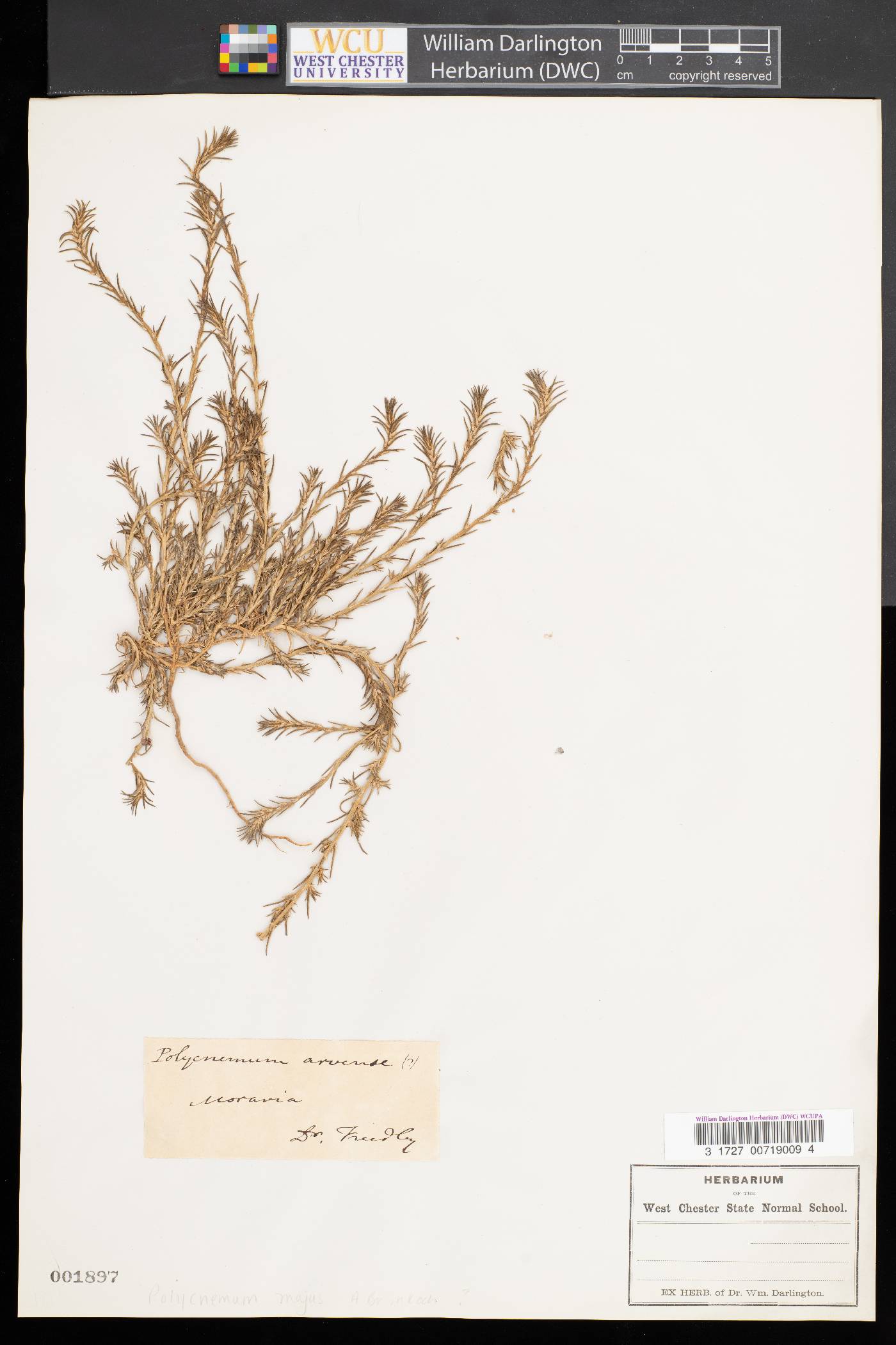Polycnemum image