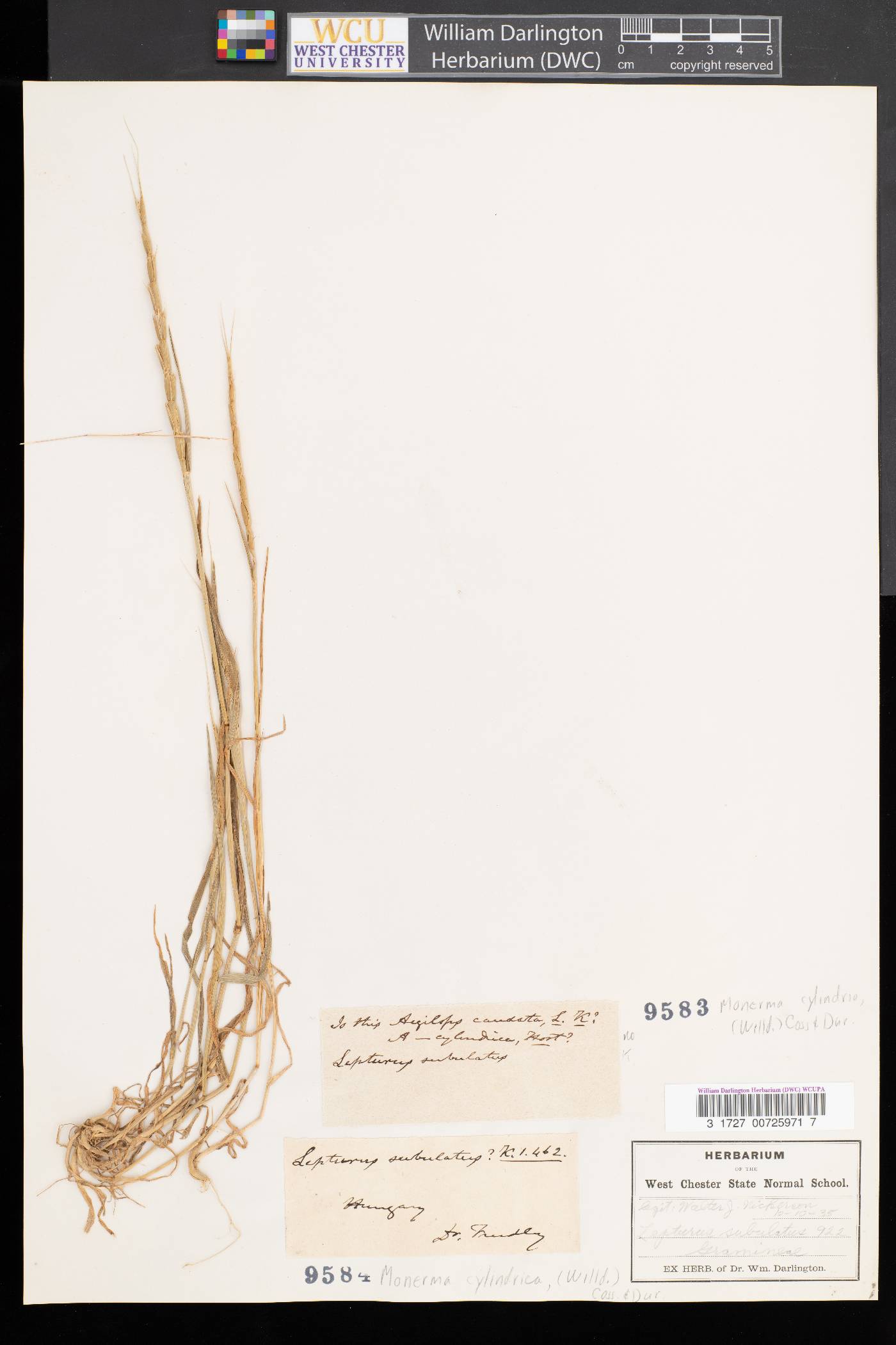 Lepturus image