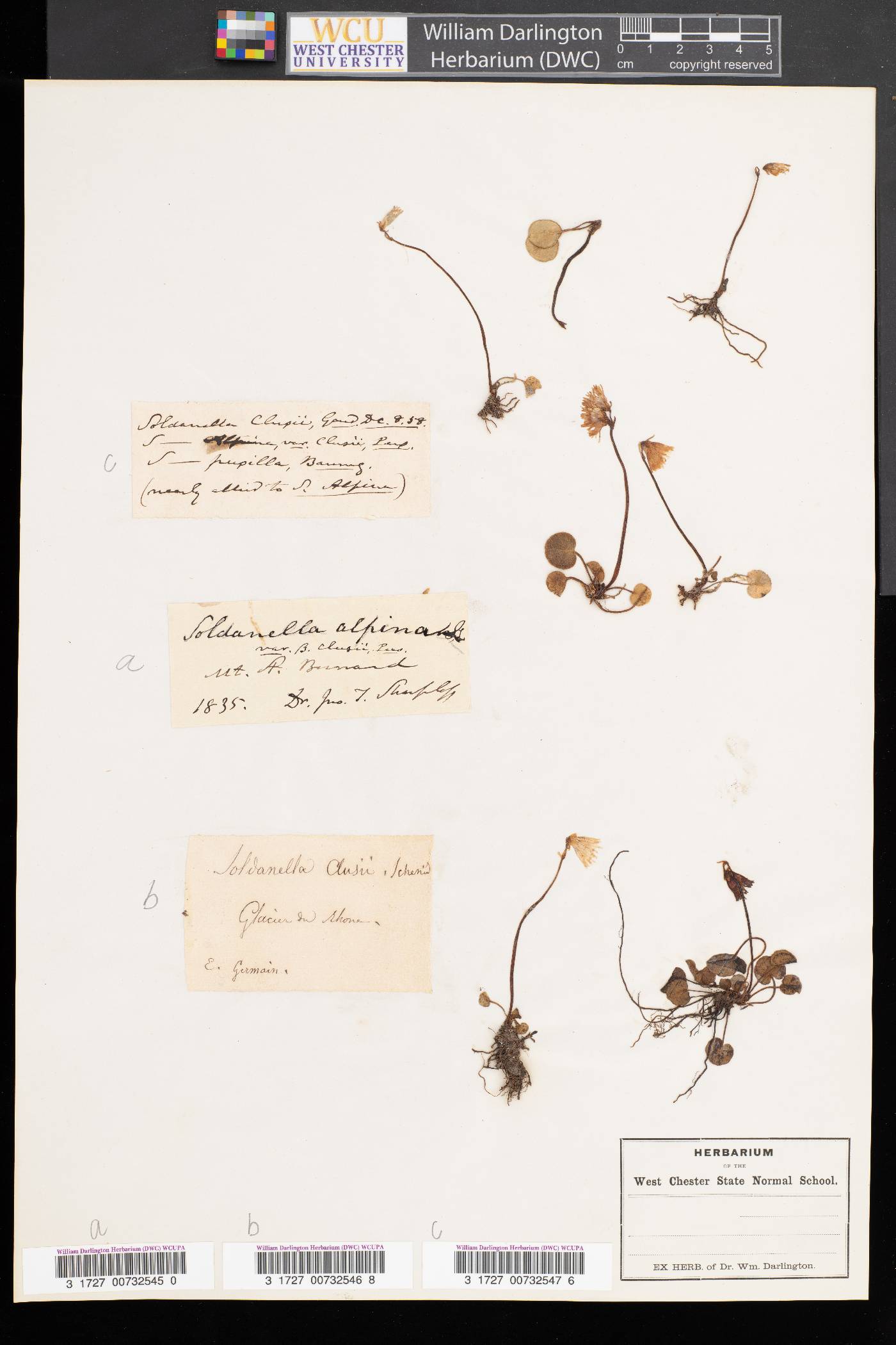 Soldanella image