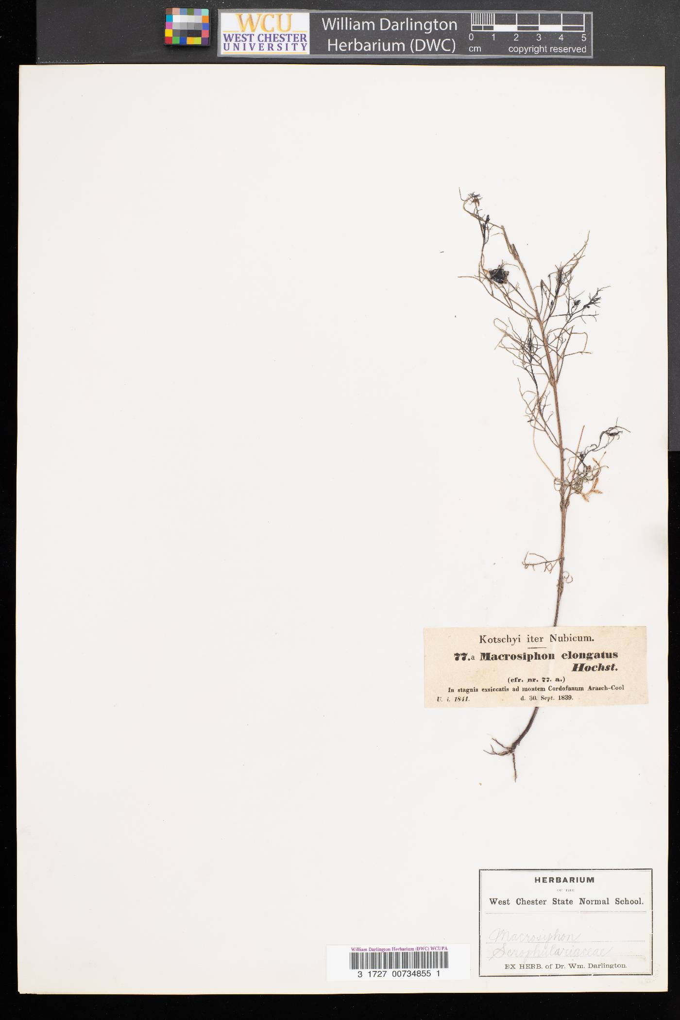 Hindsia image