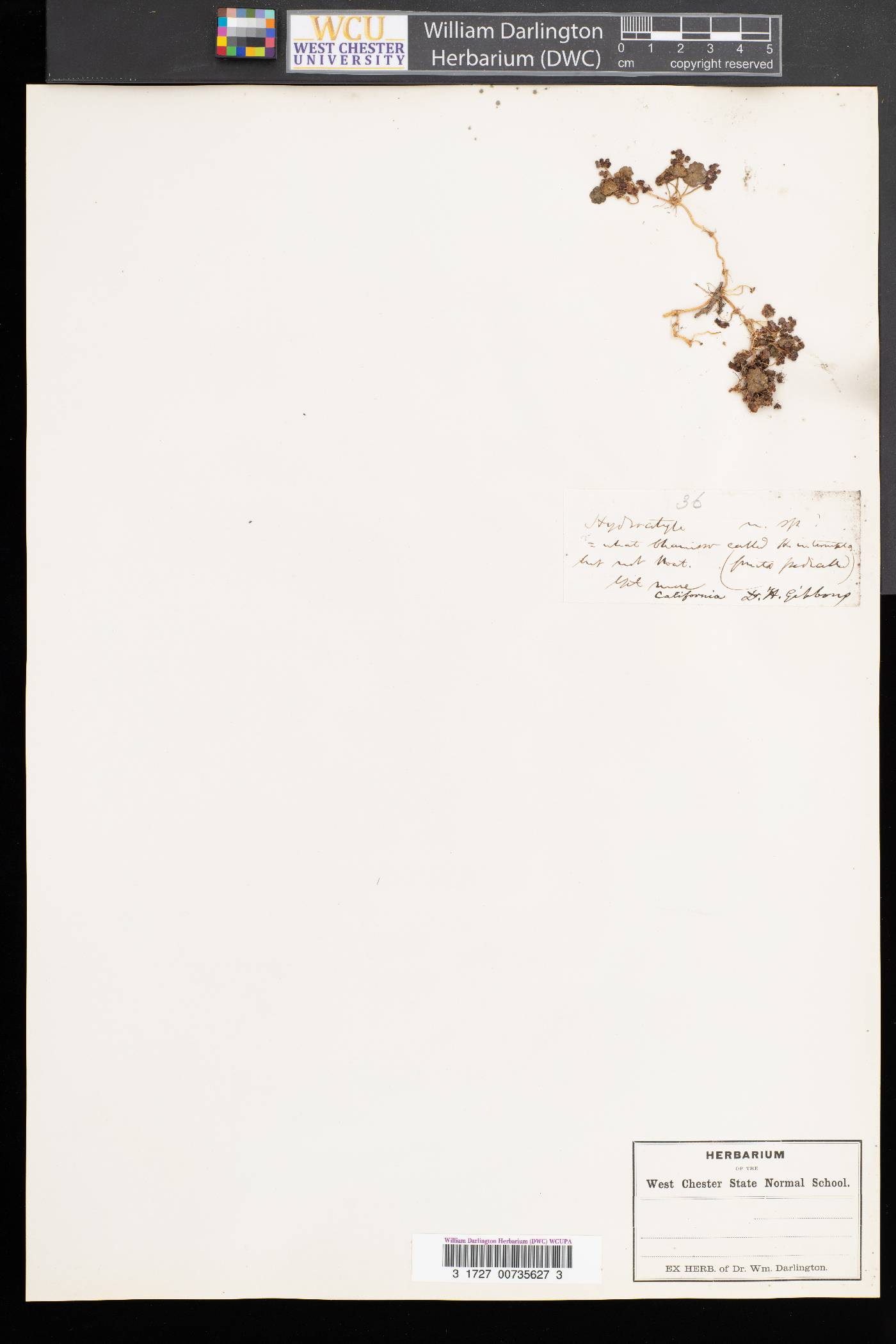 Crantzia image