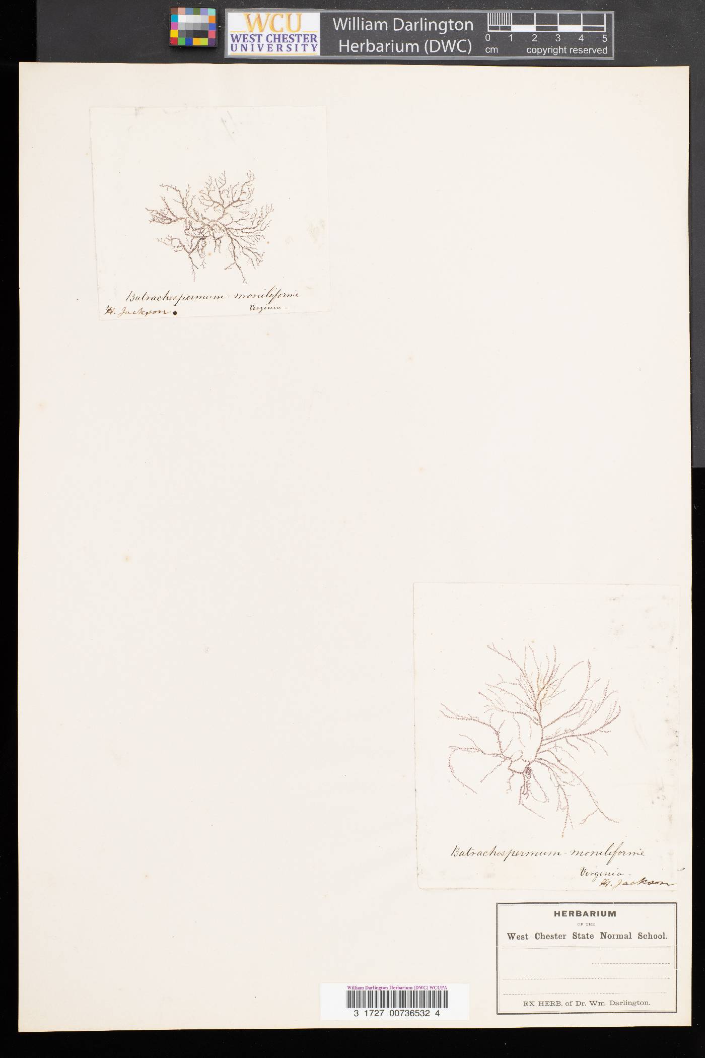Batrachospermaceae image