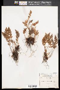 Myriopteris myriophylla image