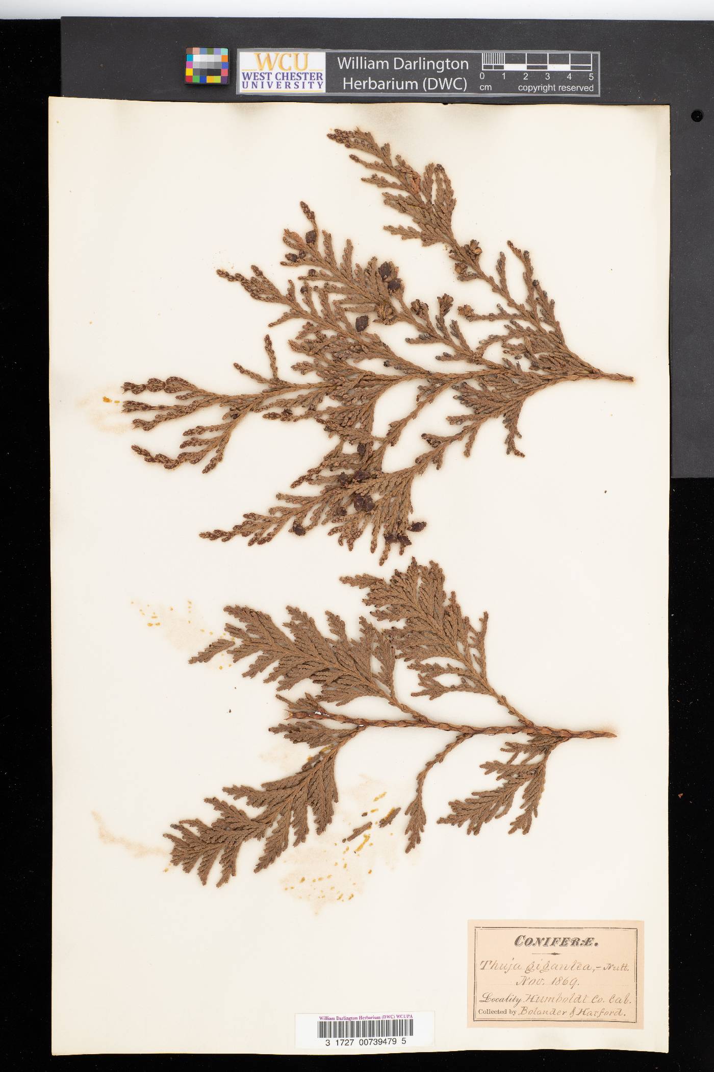 Thuja gigantea image