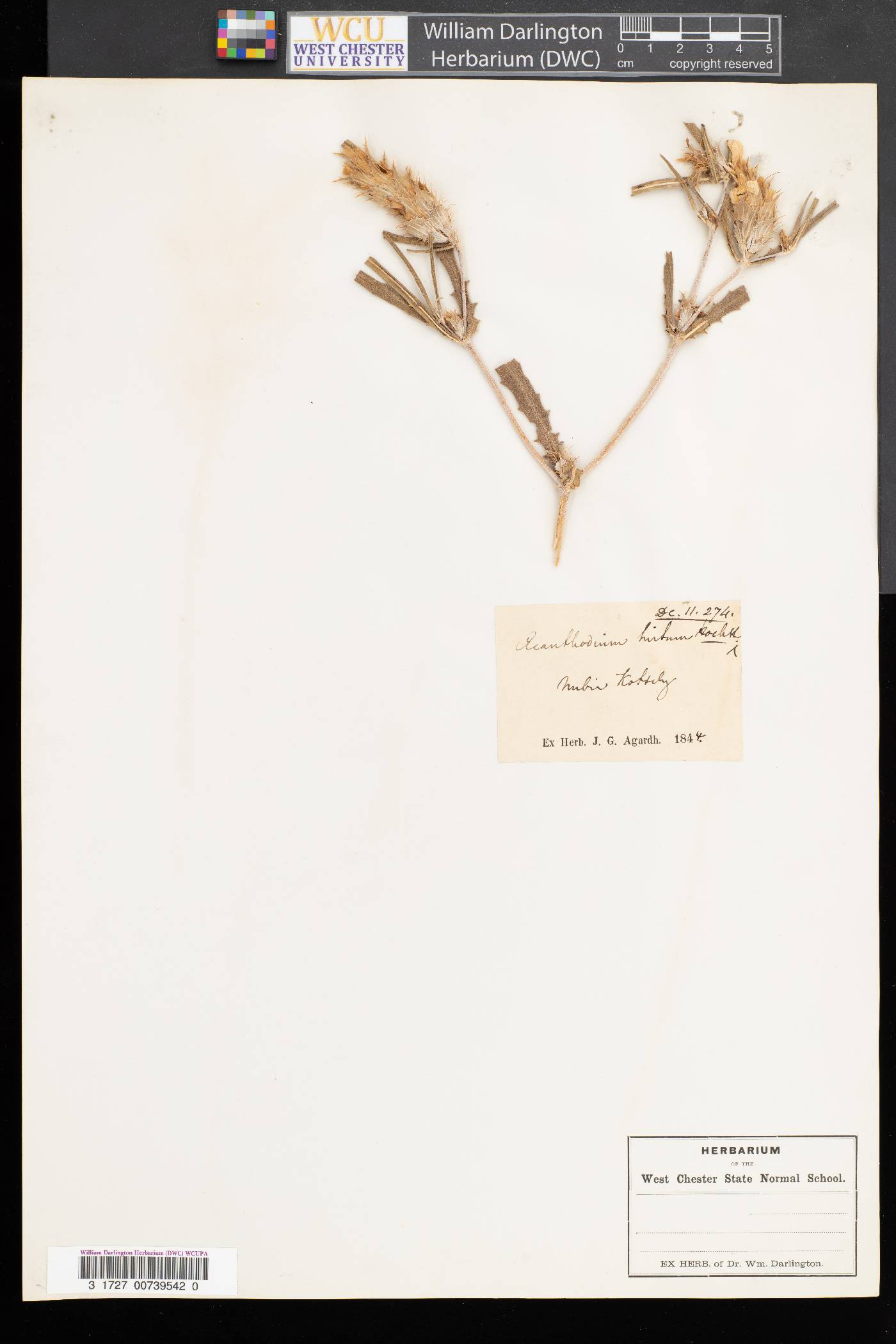 Acanthorrhynchium image