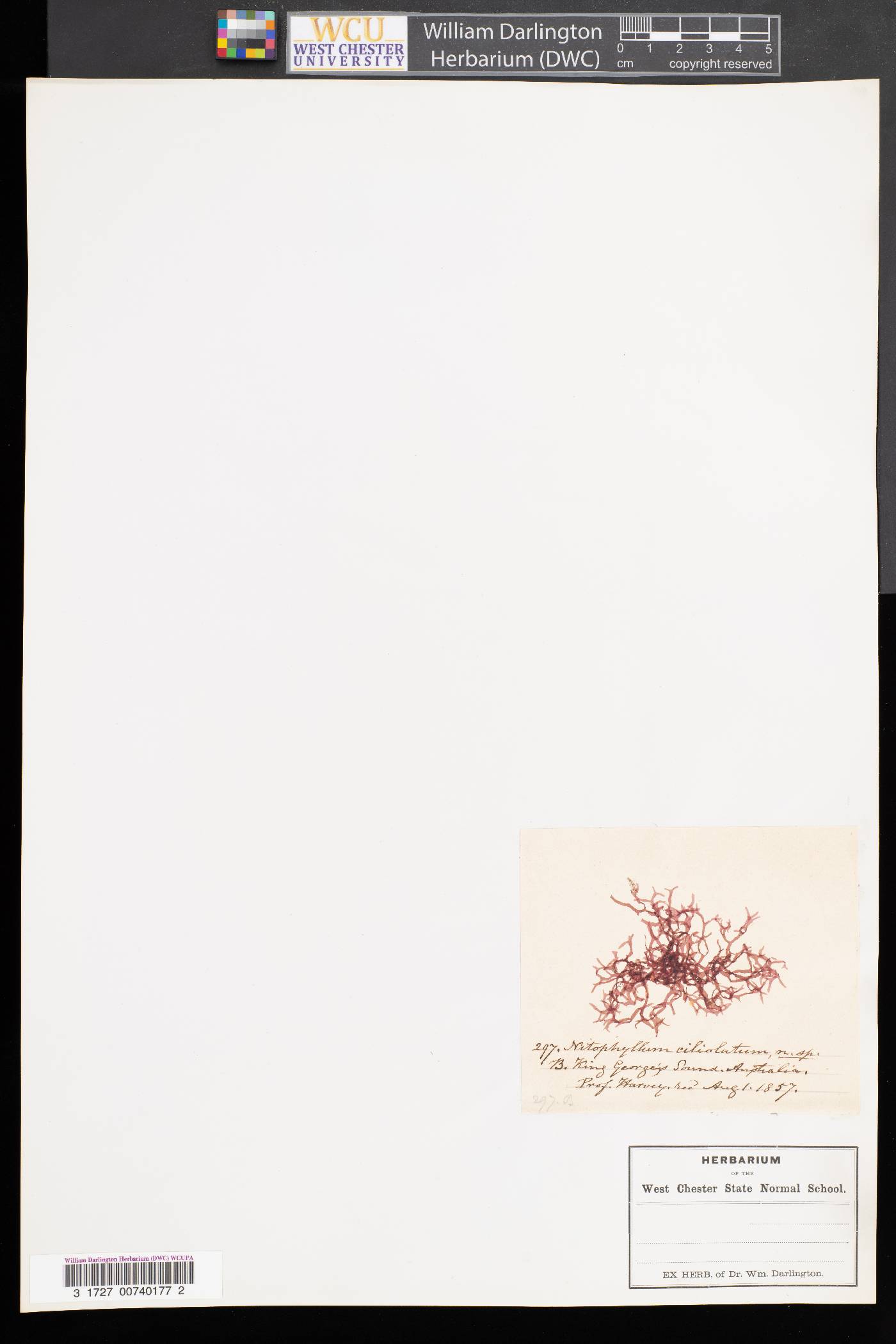 Nitophyllum image