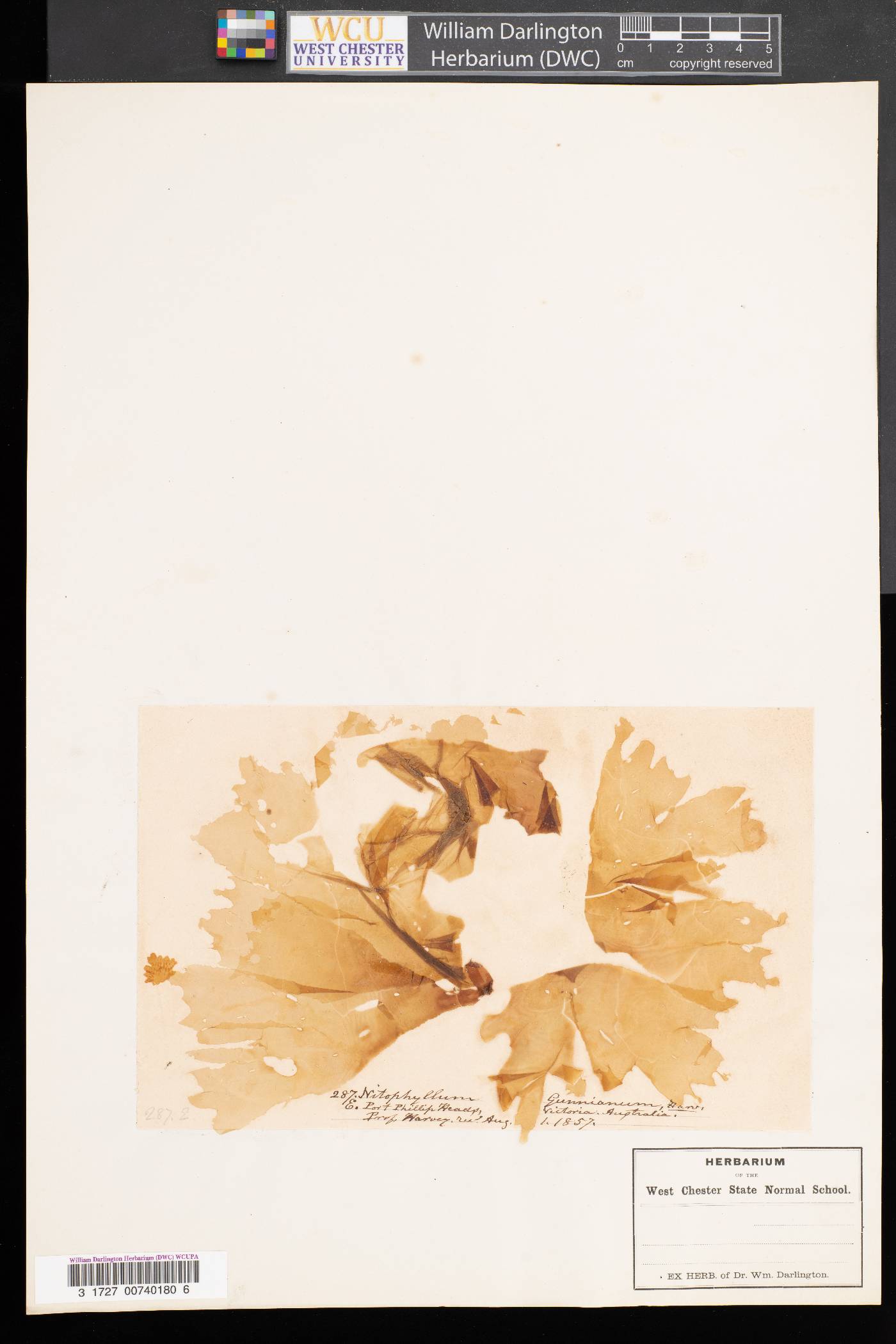 Nitophyllum image