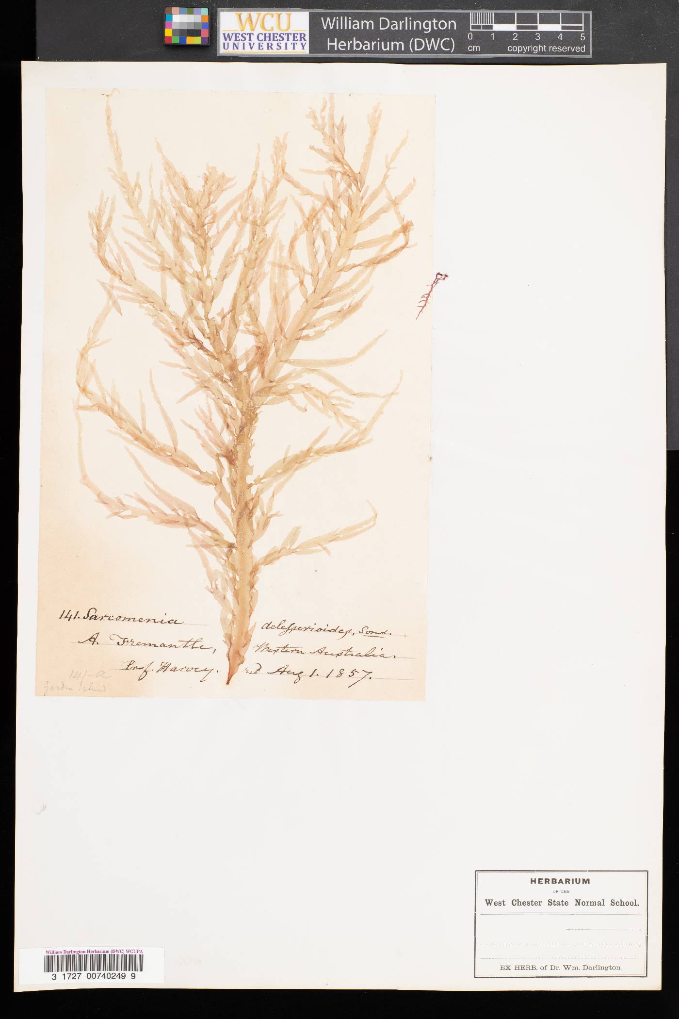 Sarcomeniaceae image