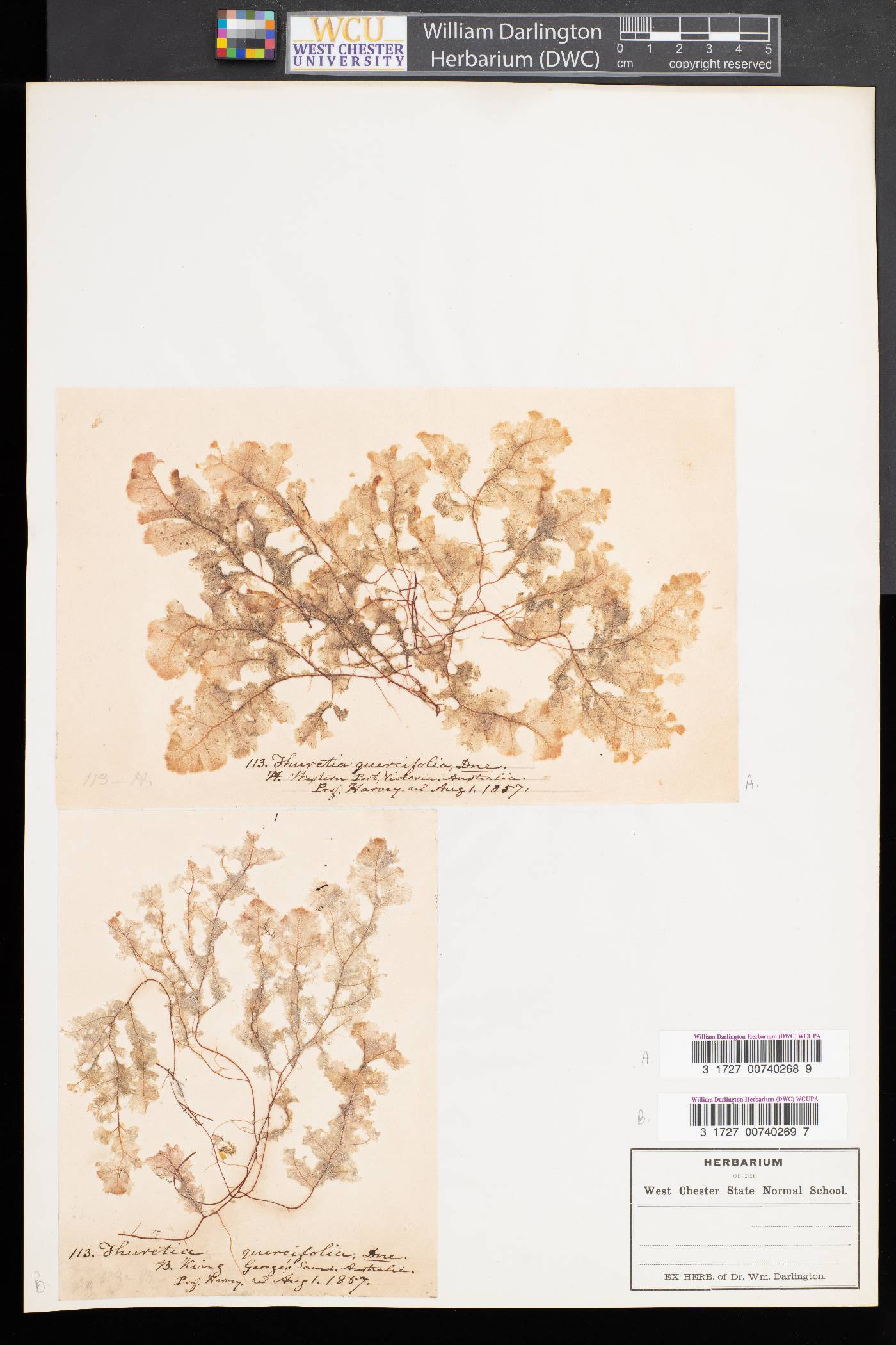 Thuretia image