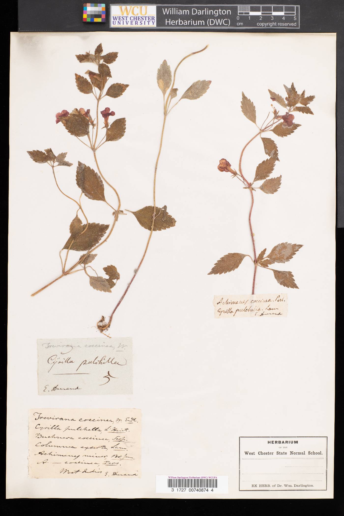 Trevirana image