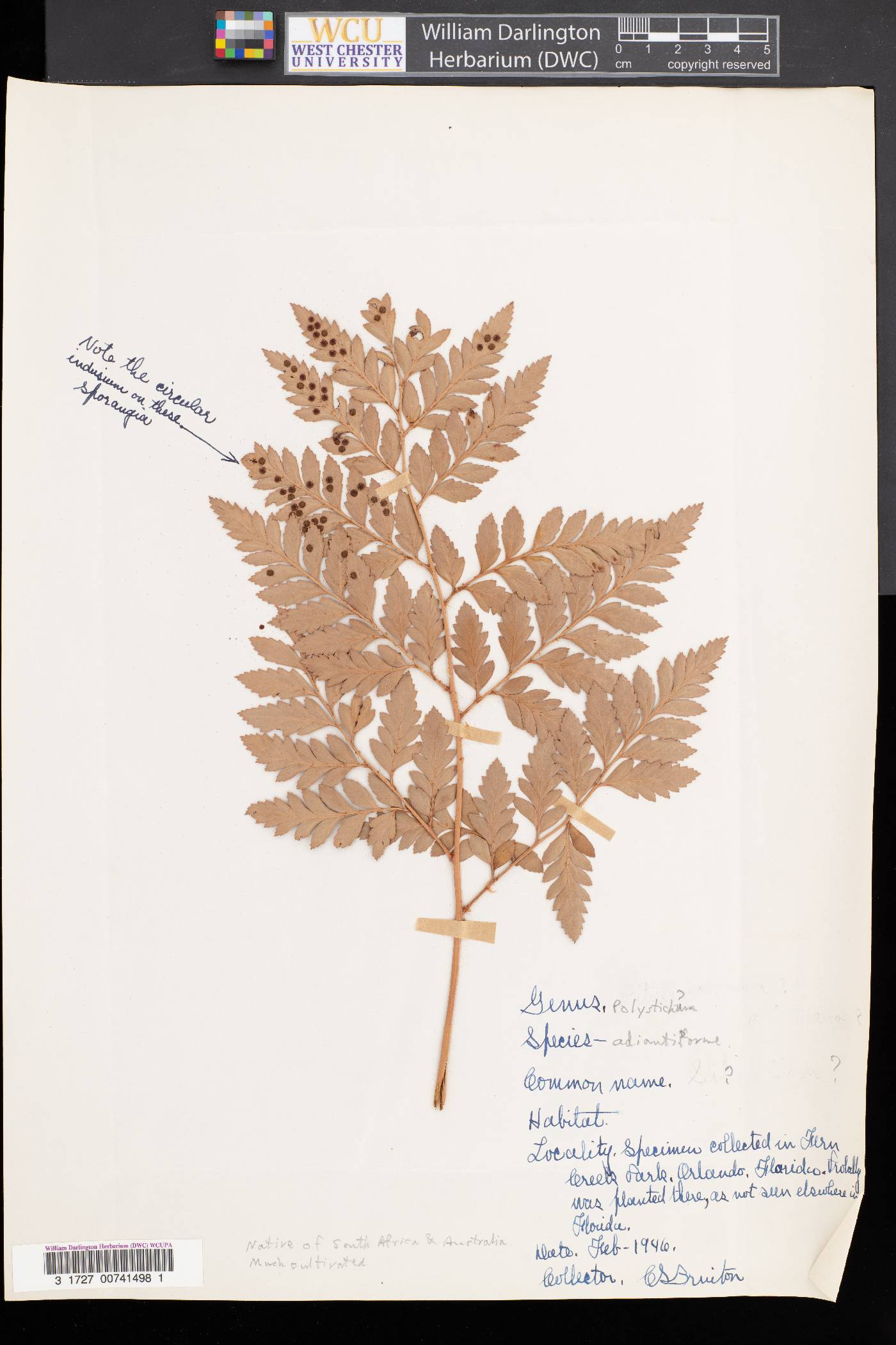 Polystichum adiantiforme image