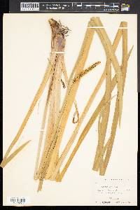 Acorus calamus image