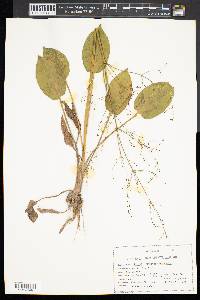 Alisma plantago-aquatica image