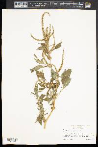 Amaranthus spinosus image