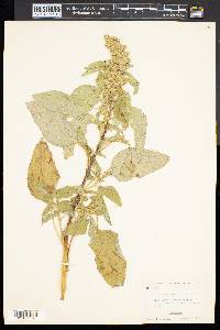 Amaranthus retroflexus image